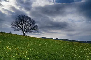 Dandelion Landscape Drucke: Landscape with dandelions
