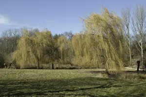 German Flora In Winter Time Drucke: Landscape along the Erft River in winter
