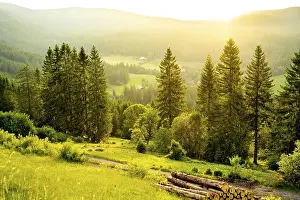 Schwarzwald Scenic Views Drucke: Landscape in the evening backlight with meadows and forest