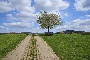 Cherry Blossom Landscape Drucke: Landscape, field path, cherry tree