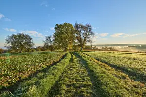 Deserted Country Lane Drucke: Landscape Field path, Field, Tree