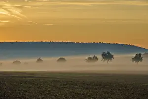 Deciduous Tree Scenery Drucke: Landscape, fields, fruit trees