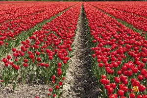 Deserted Farmland Europe Drucke: Landscape with fields full of red tulips