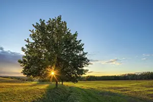 Cultivated Acreage In Germany Drucke: Landscape with fields at sunset