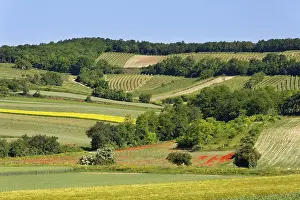 Rural Farming Scenes Drucke: Landscape of fields and vineyard