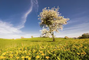 No People Landscape Photo Drucke: Landscape with a flowering tree at spring