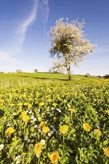 Open Air Landscape Photography Drucke: Landscape with a flowering tree at spring