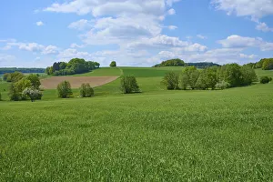 Grain Field Landscape Drucke: Landscape, grain field, clouds