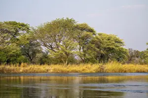 Deserted Waterfront Africa Drucke: Landscape on the Kavango River