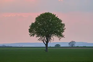 Lower Franconia Landscape Drucke: Landscape, lime tree, grain field