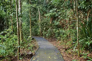 Australian Rainforest Landscape Drucke: Landscape a little walking path going through a rainforest in spring