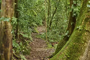 Lamington National Park Drucke: Landscape of a little walking path going through the rainforest in spring