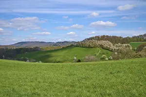 Odenwald Nature Photography Drucke: Landscape, meadow, cherry tree