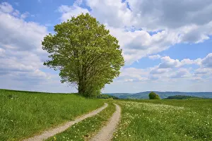 Odenwald Landscape Drucke: Landscape, meadow path, tree, clouds