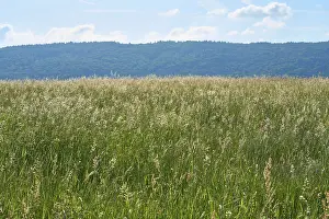 Bavaria Springtime Drucke: Landscape with meadow in spring