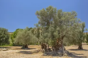 Travel Photography Woods Drucke: Landscape with old olive trees