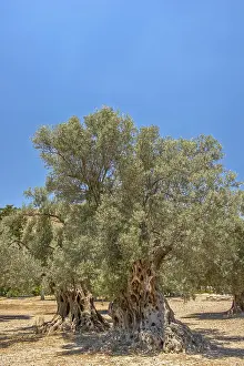 Rural Countryside Drucke: Landscape with old olive trees