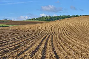 Springtime Agriculture Drucke: Landscape with potato field in spring