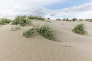 Sand Dune Landscape Photo Drucke: Landscape of the protected dunes on the beach of Beauduc