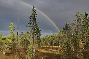 Prismatic Colors In Nature Drucke: Landscape with a rainbow over a forest