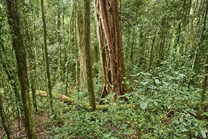 Rainforest Landscape Drucke: Landscape of a rainforest in spring