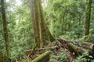 Rainforest Landscape Drucke: Landscape of a rainforest in spring