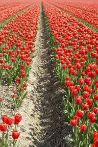 Benelux Landscape Photography Drucke: Landscape with red tulips in the fields