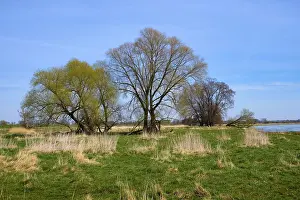 Landscape Photography Germany Drucke: Landscape on the river Oder in spring