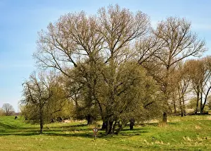 German Countryside Landscapes Drucke: Landscape on the river Oder in spring