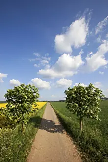 Deciduous Tree Lined Road Drucke: Landscape with road and cloud formations