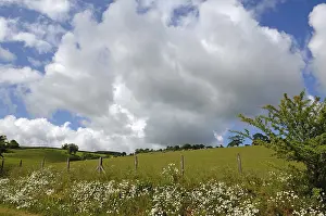 Cloudy Sky UK Drucke: Landscape with sheep and cloudy sky