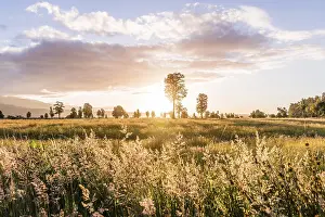 Australasia Nature Photography Drucke: Landscape, single trees in a meadow