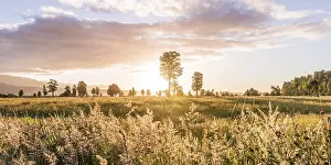 Australasia Nature Photography Drucke: Landscape, single trees in a meadow