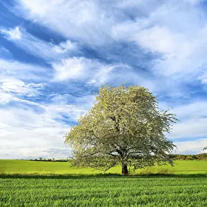 Cherry Blossom Landscape Drucke: Landscape in spring, blossoming cherry tree (Prunus)