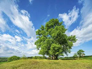 Deciduous Tree Landscape Photo Drucke: Landscape in spring, large lime trees on a hill