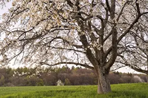 Atmospheric Evening Light In Nature Drucke: Landscape in spring, partial view of a white blossoming fruit tree in the evening after sunset