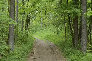 Springtime Nature Scenery Drucke: Landscape of a trail going through the forest in spring