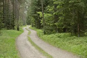 Springtime Forest Landscape Drucke: Landscape of a trail going through the forest in spring