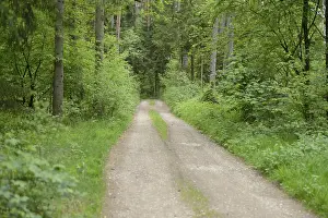 Upper Palatinate Landscape Drucke: Landscape of a trail going through the forest in spring