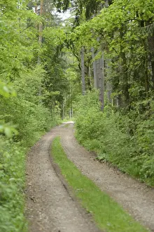 Upper Palatinate Landscape Drucke: Landscape of a trail going through the forest in spring