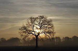 Oak Tree Landscape Drucke: Landscape, tree, oak tree (Quercus)