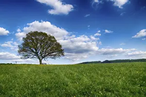 Uninhabited Countryside Landscapes Drucke: Landscape with trees in spring