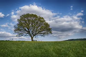 Deserted Countryside Scene Drucke: Landscape with trees in spring