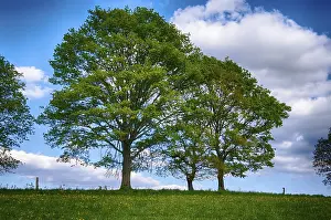 Deserted Countryside Scenery Drucke: Landscape with trees in spring
