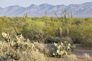 US American Desert Landscapes Drucke: Landscape with various cacti (Cactus)