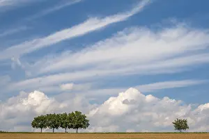 Deciduous Tree Landscape Photo Drucke: Landscape with walnut trees, cloudy sky