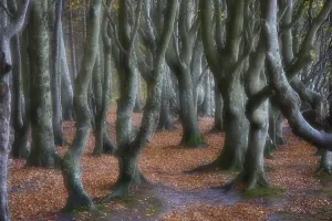 Northern Germany Coastal Landscape Drucke: Tree trunks of copper beech (Fagus sylvatica)
