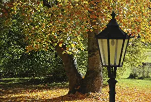 Deciduous Tree Colours Drucke: Lantern in front of an autumn coloured deciduous tree