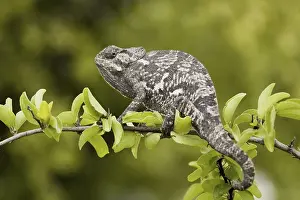 Chameleon Camouflage Drucke: Lappen chameleon