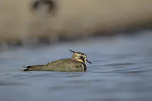 Vanellus Vanellus Drucke: Lapwing, Vanellus Vanellus, Bath